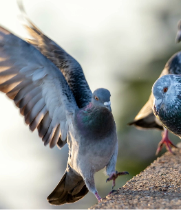 Haustierbedarf Haustierbedarf